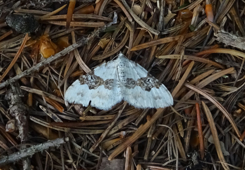 Xanthorhoe montanata - Geometridae